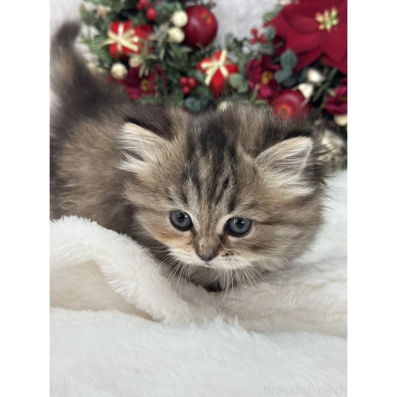 販売中の長野県のミヌエット(短足)-131883の3枚目