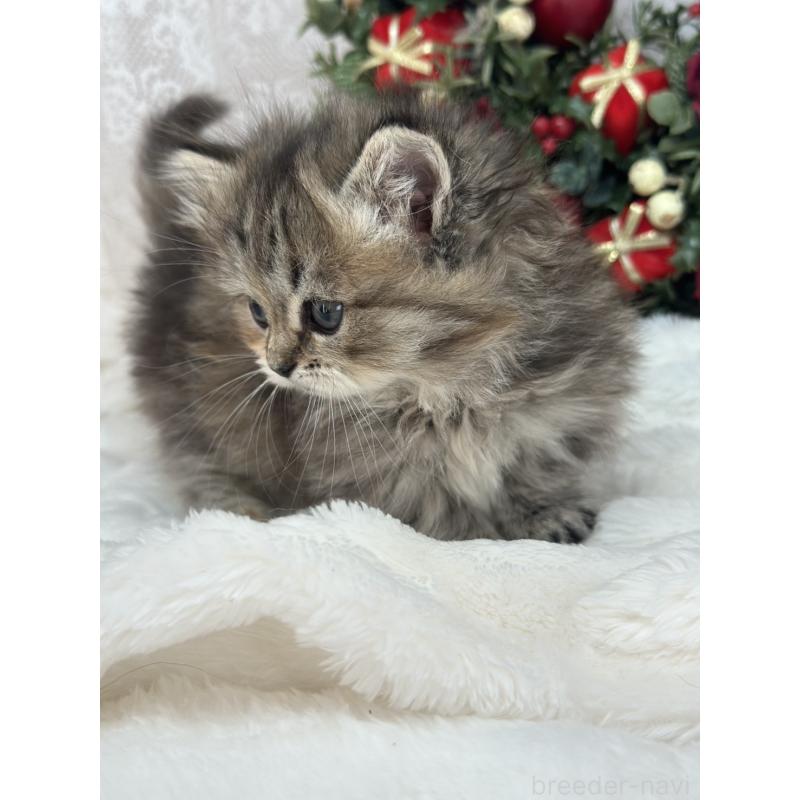 販売中の長野県のミヌエット(短足)-131883の2枚目