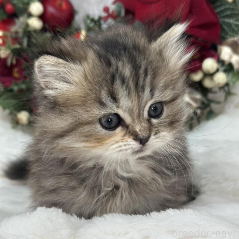 販売中の長野県のミヌエット(短足)-131883