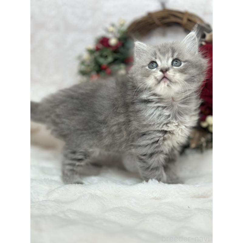 販売中の長野県のミヌエット-131884の4枚目