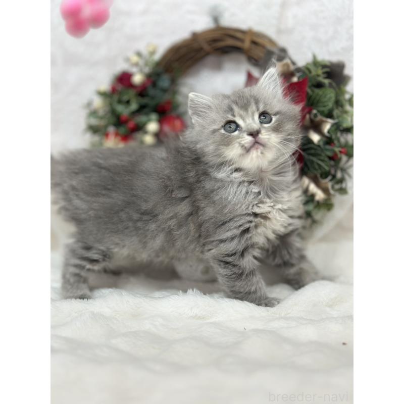 販売中の長野県のミヌエット-131884の3枚目