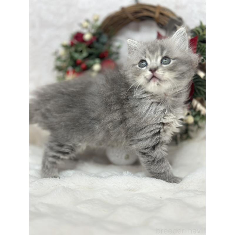 販売中の長野県のミヌエット-131884の2枚目