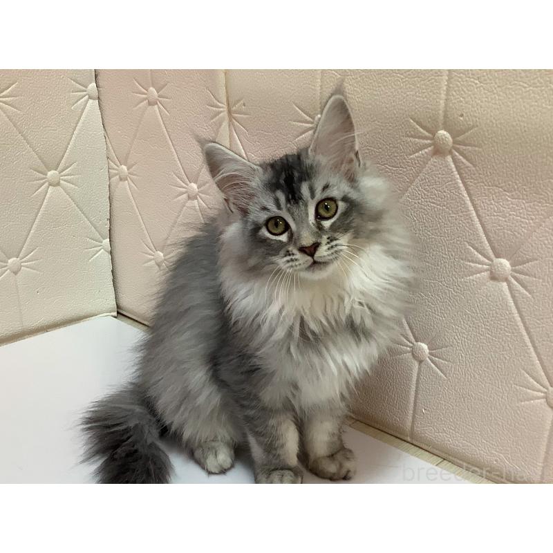 販売中の群馬県のメインクーン-131885の5枚目