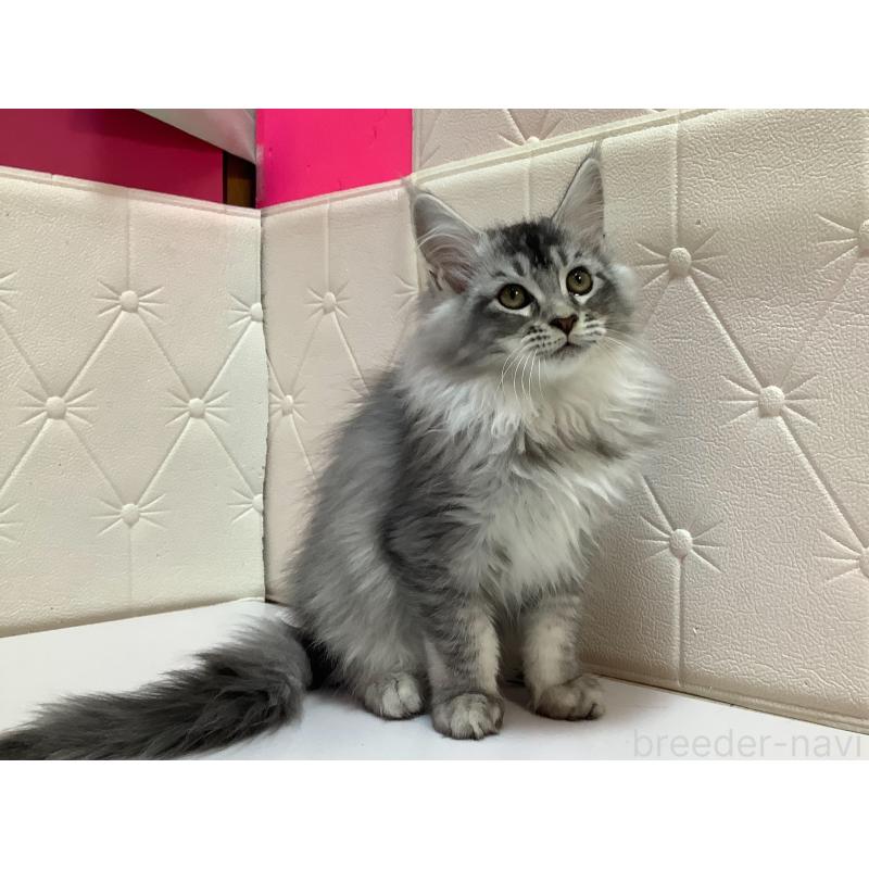 販売中の群馬県のメインクーン-131885の4枚目