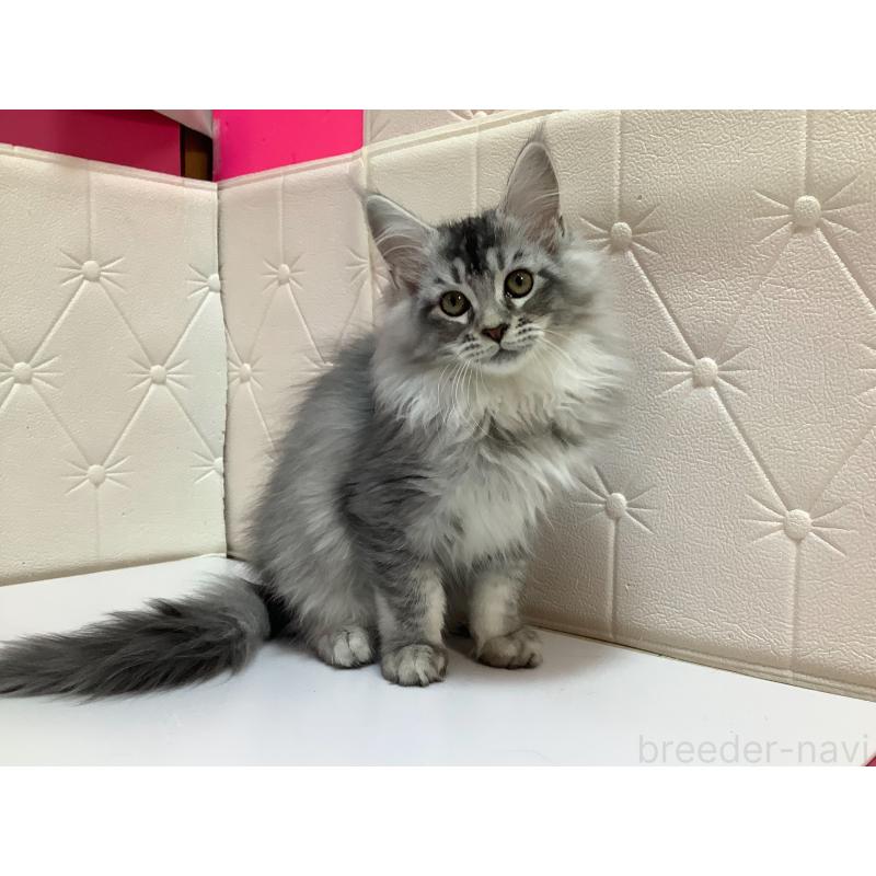 販売中の群馬県のメインクーン-131885の3枚目