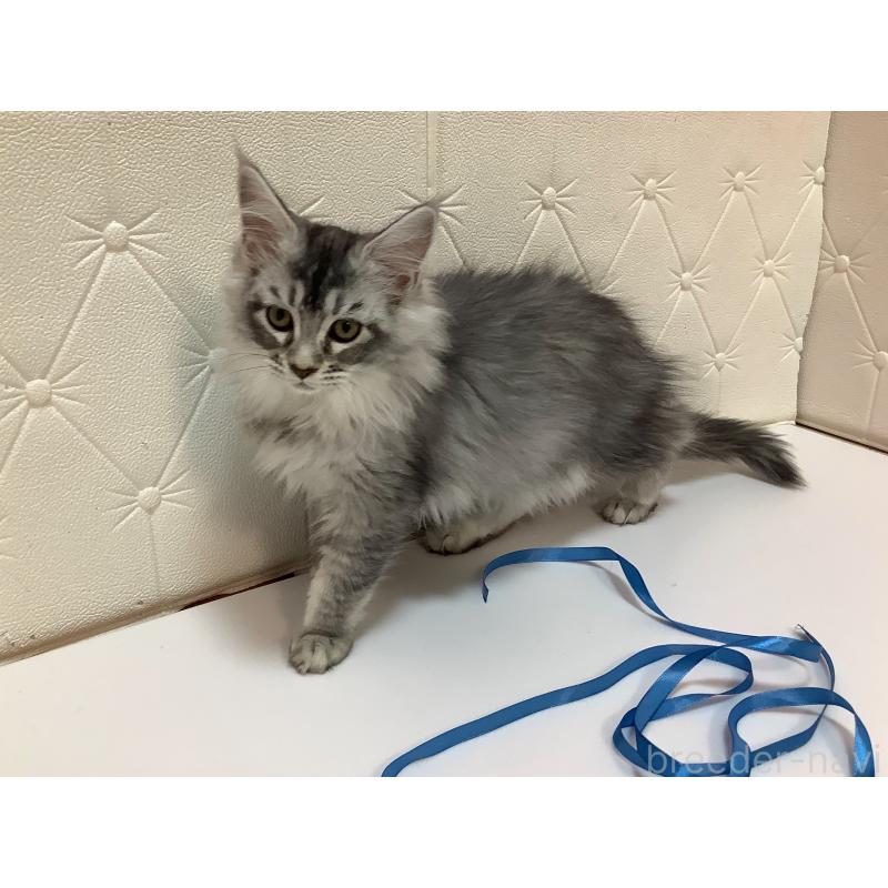 販売中の群馬県のメインクーン-131885の2枚目