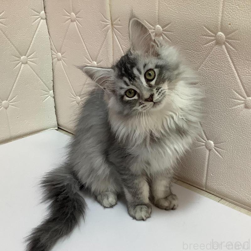 販売中の群馬県のメインクーン-131885