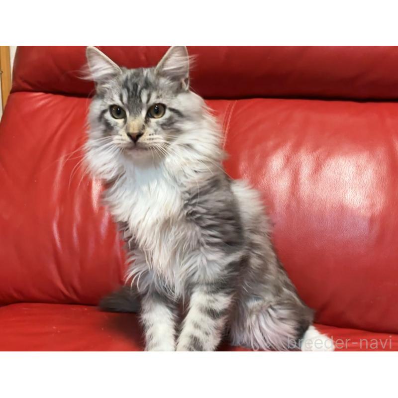 販売中の群馬県のメインクーン-131886の6枚目