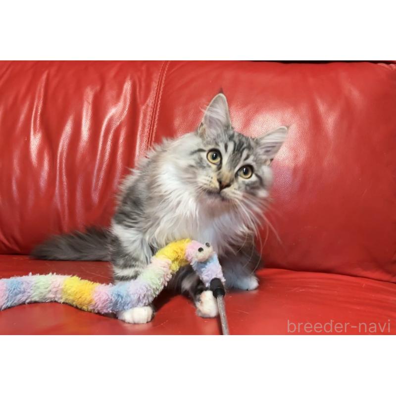 販売中の群馬県のメインクーン-131886の5枚目