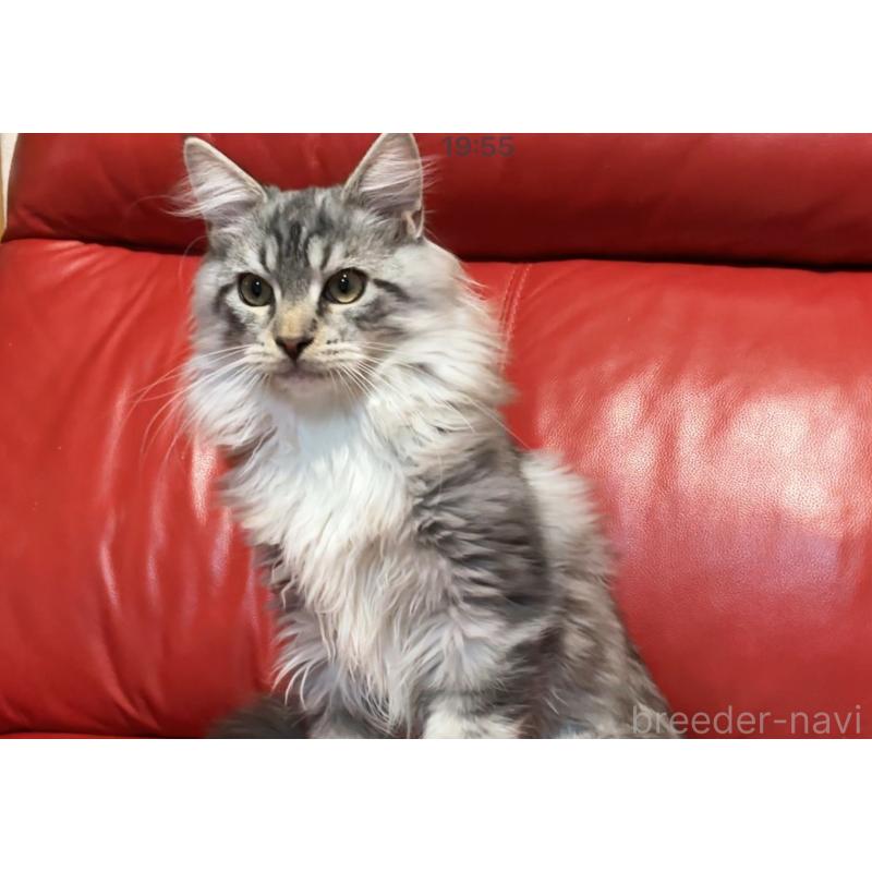 販売中の群馬県のメインクーン-131886の3枚目