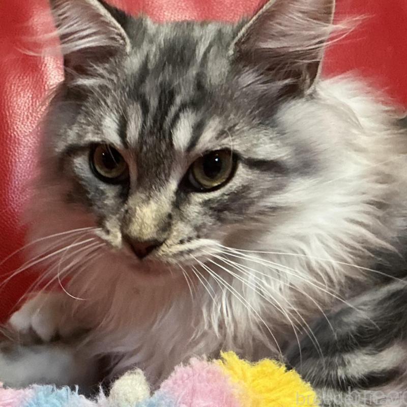 販売中の群馬県のメインクーン-131886の1枚目