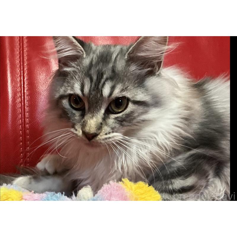 販売中の群馬県のメインクーン-131886の2枚目