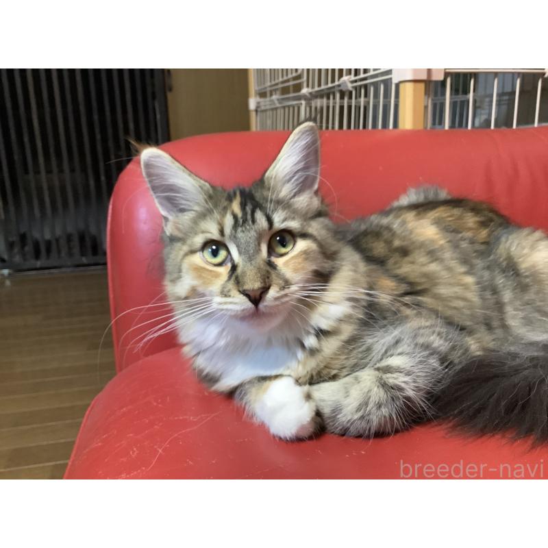 販売中の群馬県のメインクーン-131887の5枚目