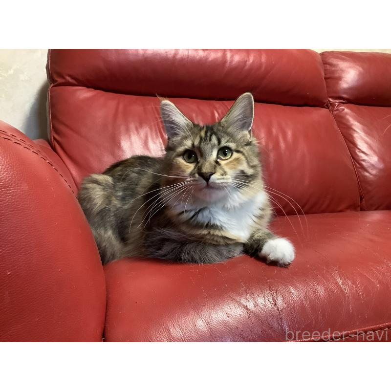 販売中の群馬県のメインクーン-131887の4枚目