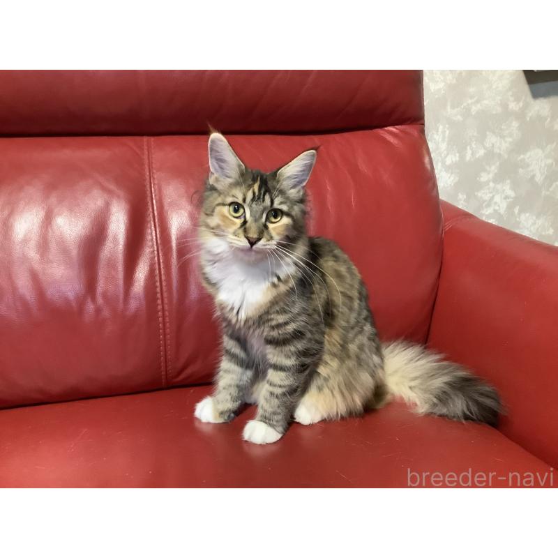 販売中の群馬県のメインクーン-131887の3枚目