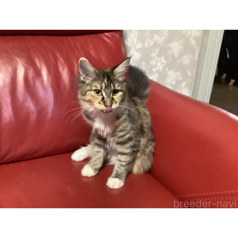 販売中の群馬県のメインクーン-131887の2枚目