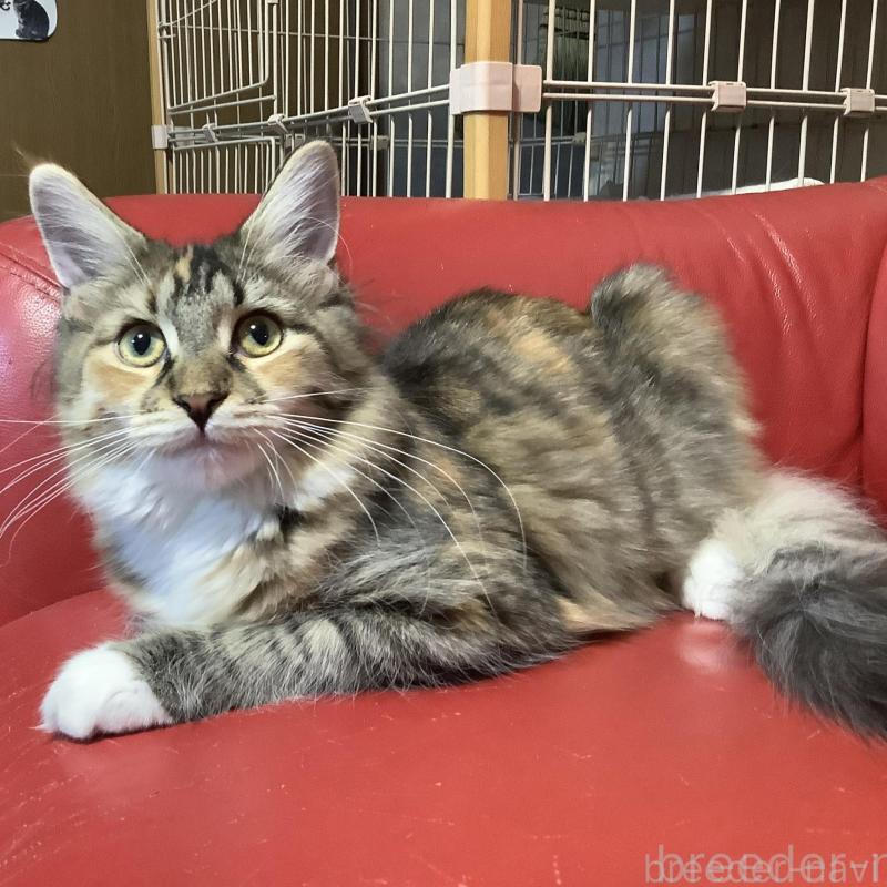 販売中の群馬県のメインクーン-131887