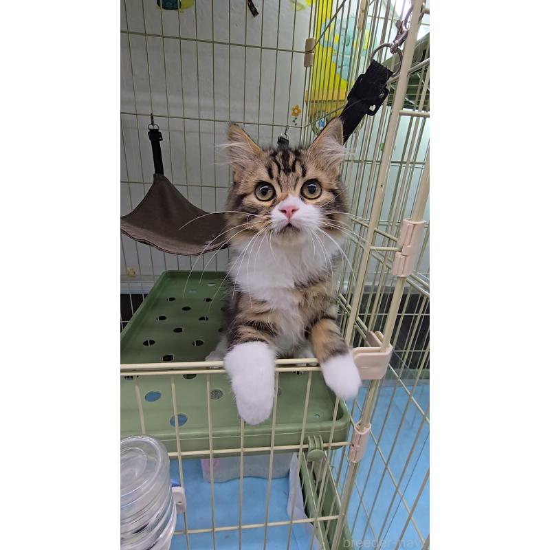 販売中の東京都のラガマフィン-127486の4枚目