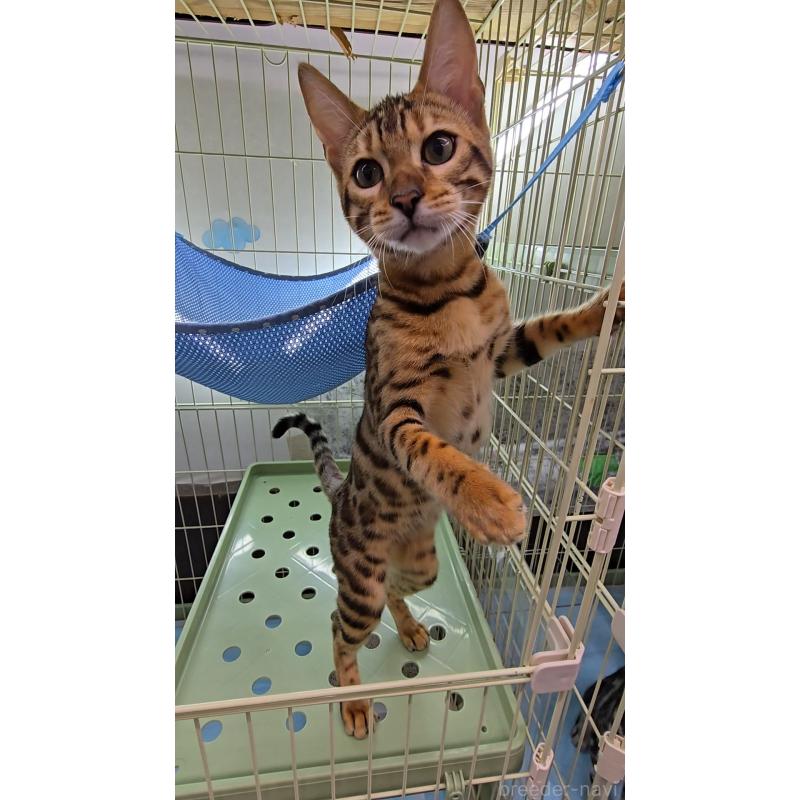 販売中の東京都のベンガル-124100の4枚目