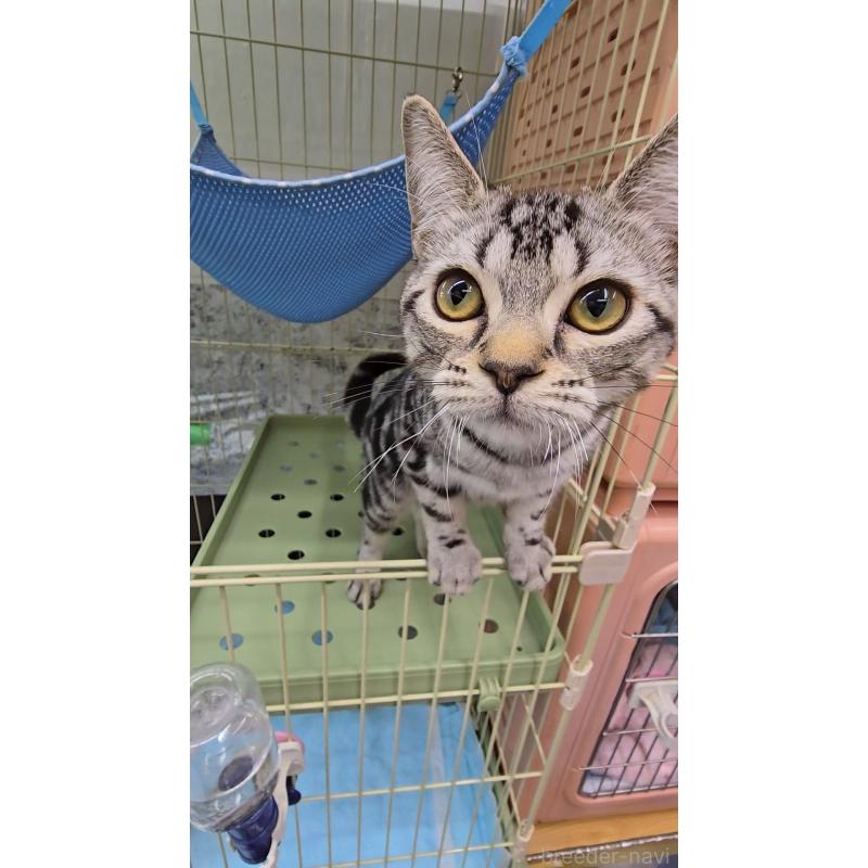 成約済の東京都のアメリカンショートヘア-124102の2枚目