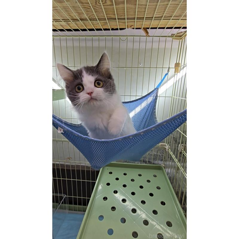 販売中の東京都のミヌエット-125910の2枚目