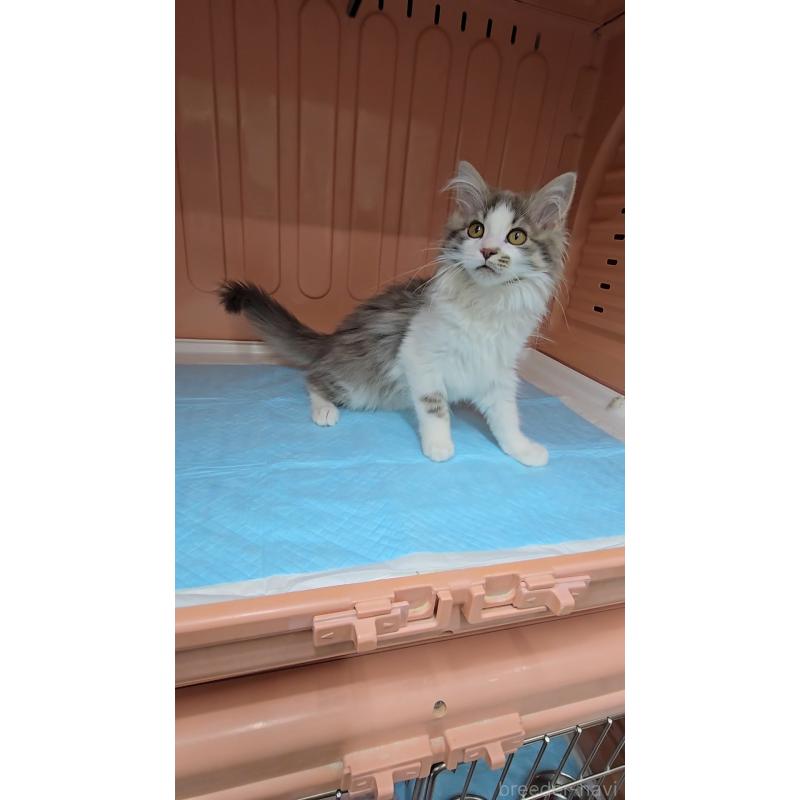 販売中の東京都のノルウェージャンフォレストキャット-131372の4枚目