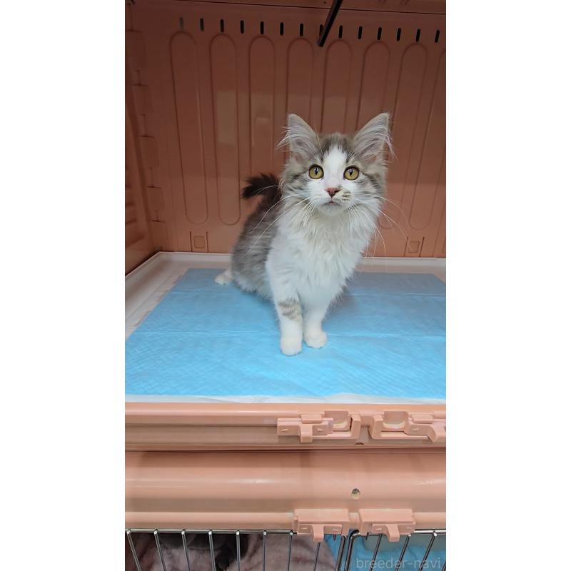 販売中の東京都のノルウェージャンフォレストキャット-131372の3枚目