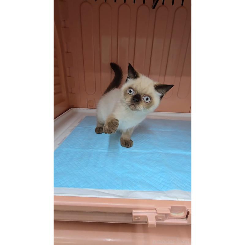 販売中の東京都のエキゾチックショートヘア-129039の2枚目