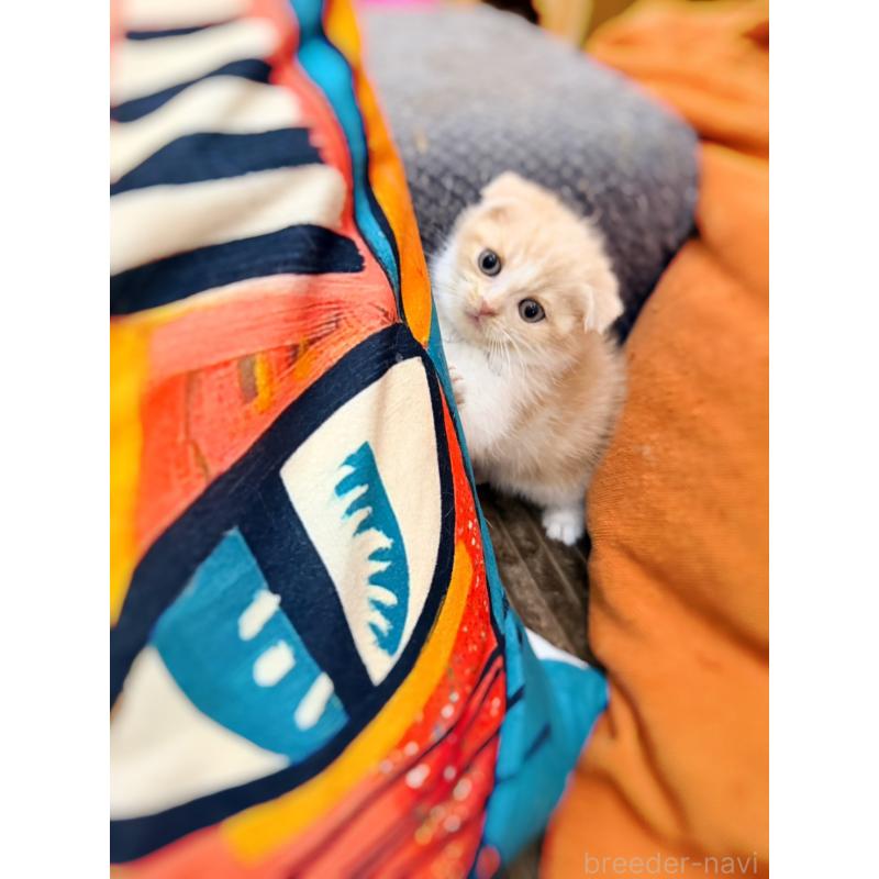 成約済の徳島県のスコティッシュフォールド(折れ耳)-131888の21枚目