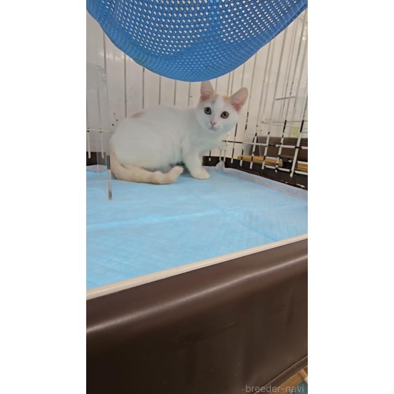 販売中の東京都のマンチカン-129550の2枚目