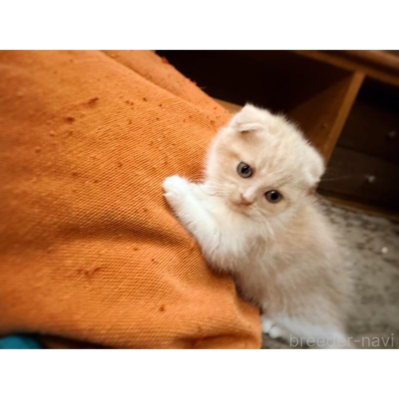 成約済の徳島県のスコティッシュフォールド(折れ耳)-131888の20枚目