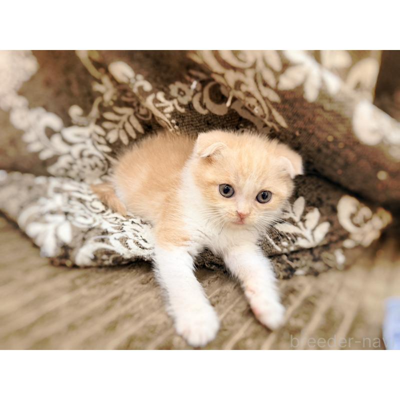 成約済の徳島県のスコティッシュフォールド(折れ耳)-131888の19枚目