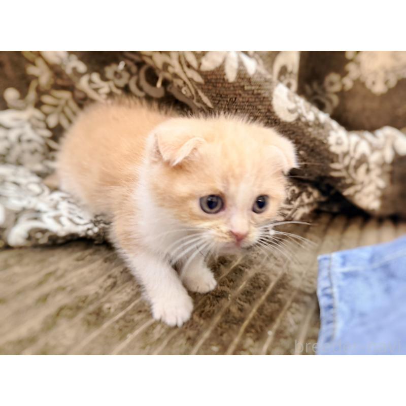 成約済の徳島県のスコティッシュフォールド(折れ耳)-131888の18枚目