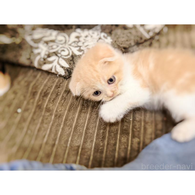 成約済の徳島県のスコティッシュフォールド(折れ耳)-131888の17枚目