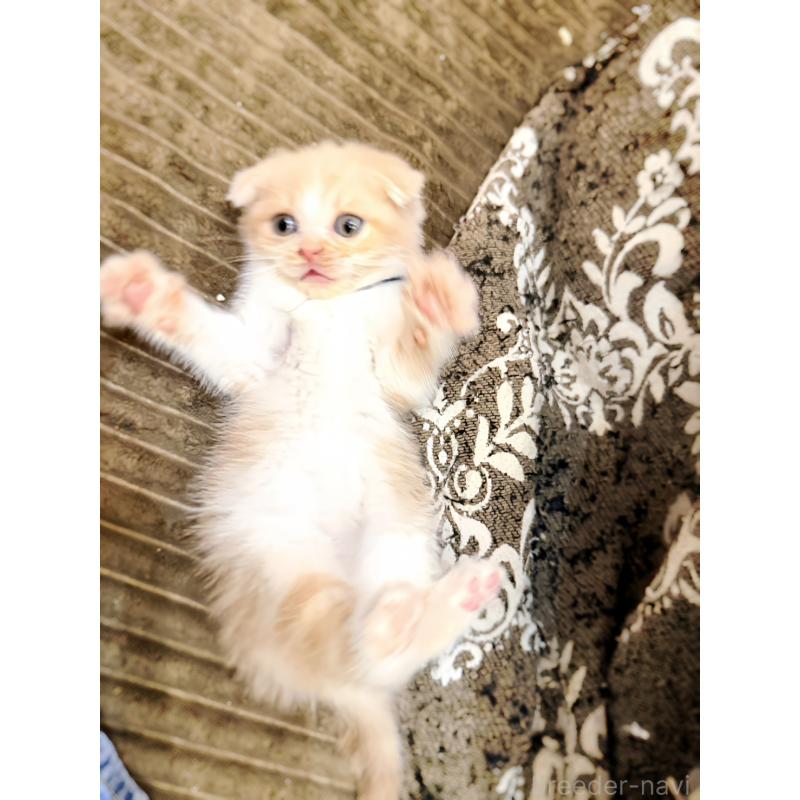 成約済の徳島県のスコティッシュフォールド(折れ耳)-131888の16枚目