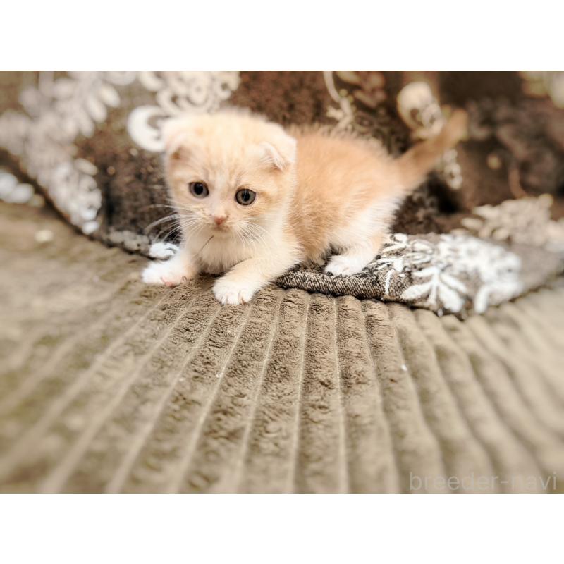 成約済の徳島県のスコティッシュフォールド(折れ耳)-131888の15枚目