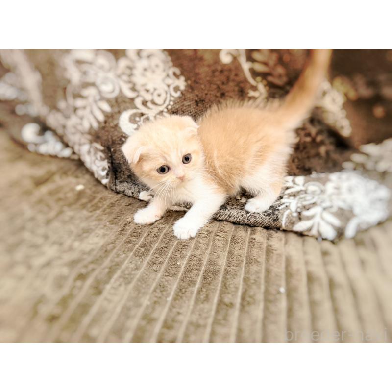 成約済の徳島県のスコティッシュフォールド(折れ耳)-131888の14枚目