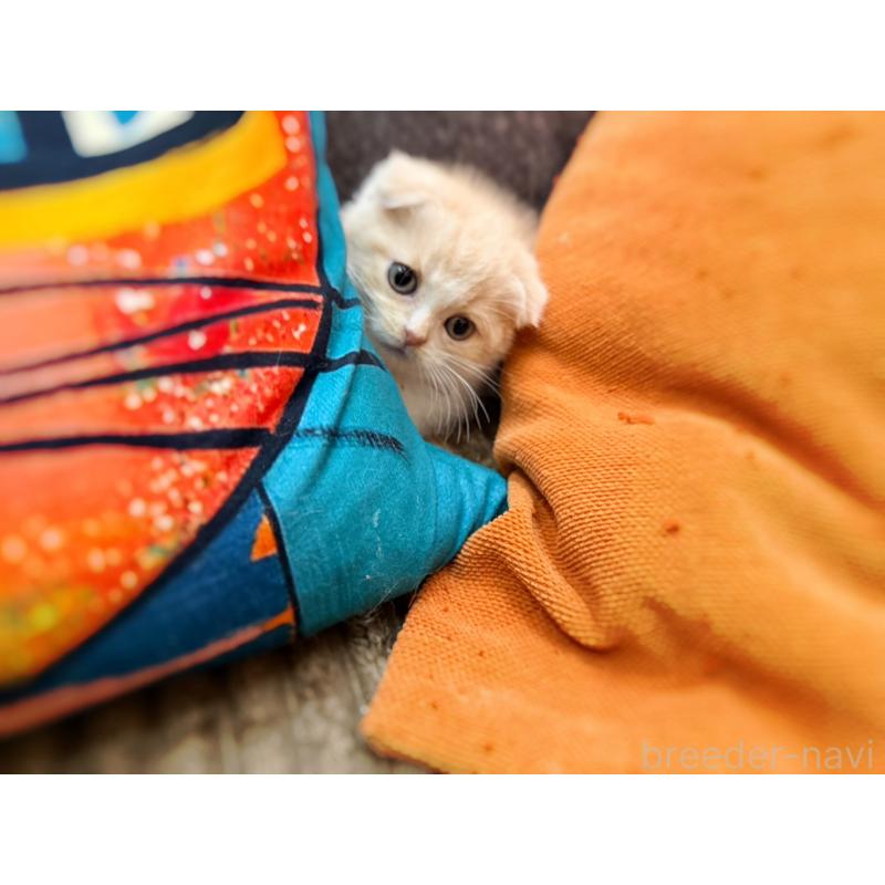 成約済の徳島県のスコティッシュフォールド(折れ耳)-131888の12枚目