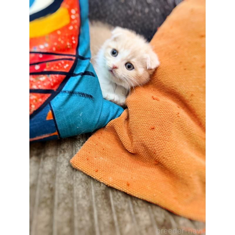 成約済の徳島県のスコティッシュフォールド(折れ耳)-131888の11枚目