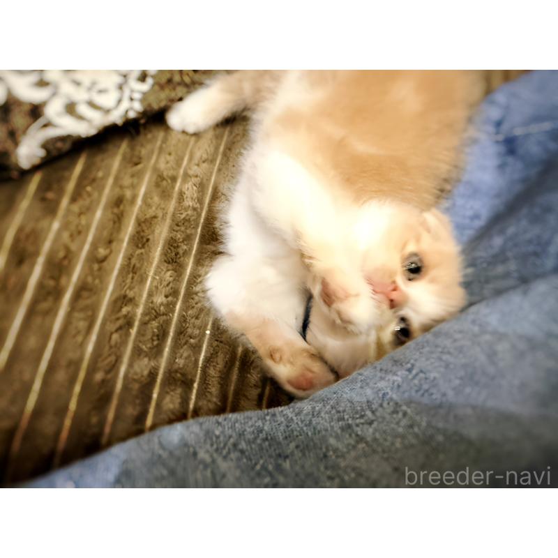 成約済の徳島県のスコティッシュフォールド(折れ耳)-131888の8枚目