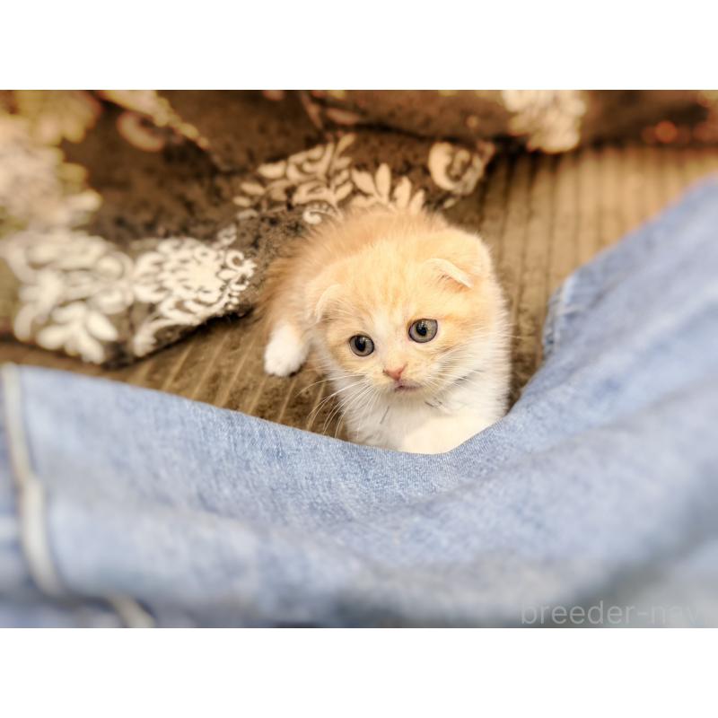 成約済の徳島県のスコティッシュフォールド(折れ耳)-131888の7枚目