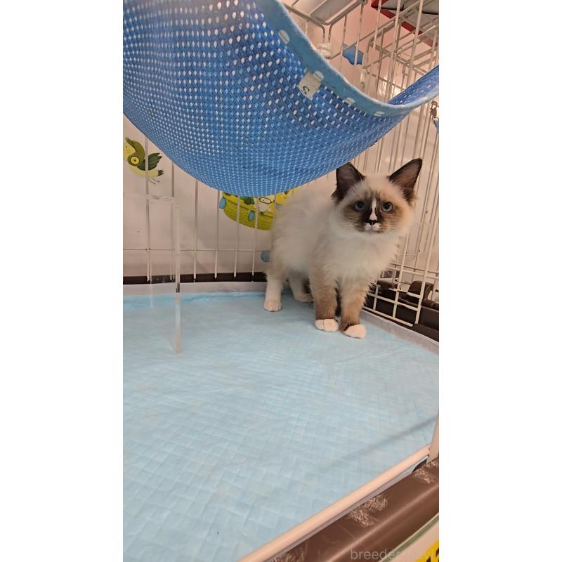 販売中の東京都のラグドール-129549の2枚目