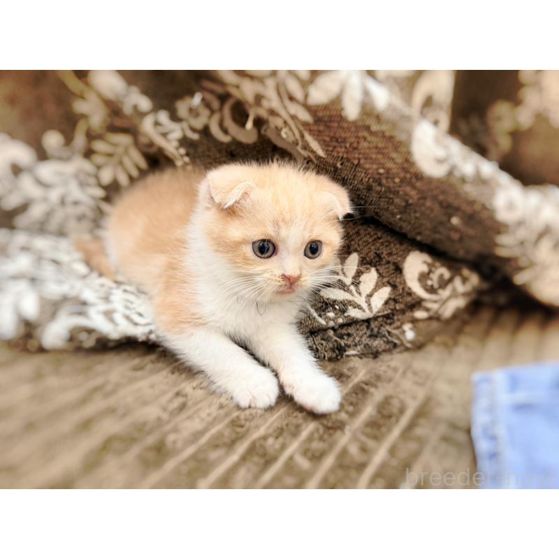 成約済の徳島県のスコティッシュフォールド(折れ耳)-131888の6枚目