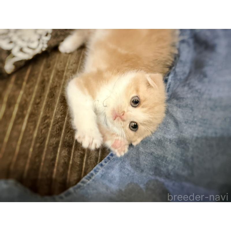 成約済の徳島県のスコティッシュフォールド(折れ耳)-131888の5枚目