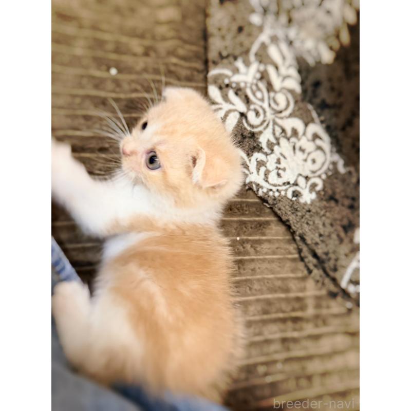 成約済の徳島県のスコティッシュフォールド(折れ耳)-131888の4枚目