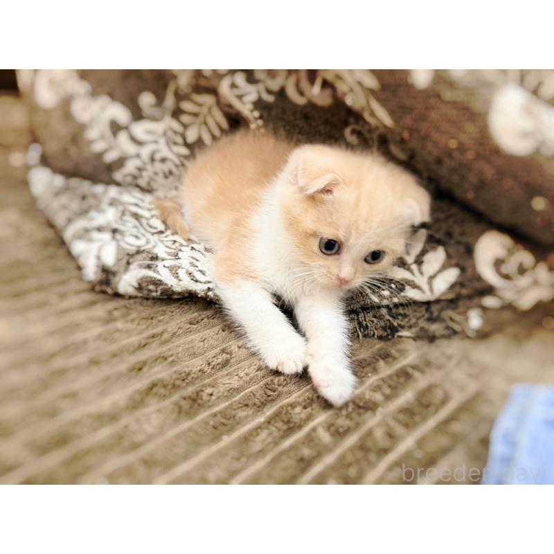 成約済の徳島県のスコティッシュフォールド(折れ耳)-131888の2枚目