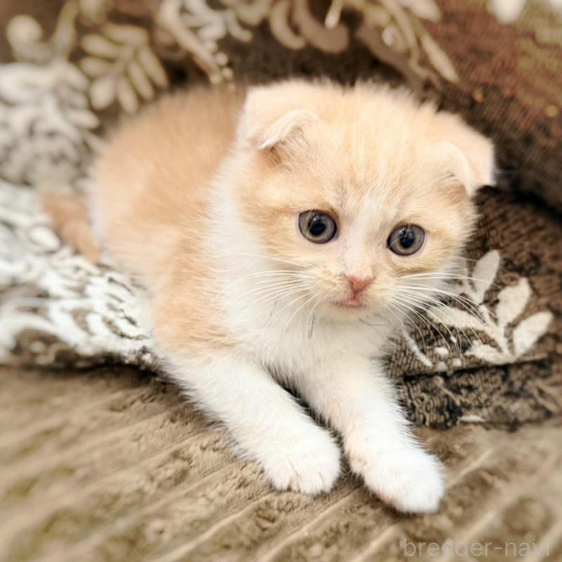 成約済の徳島県のスコティッシュフォールド(折れ耳)-131888の1枚目