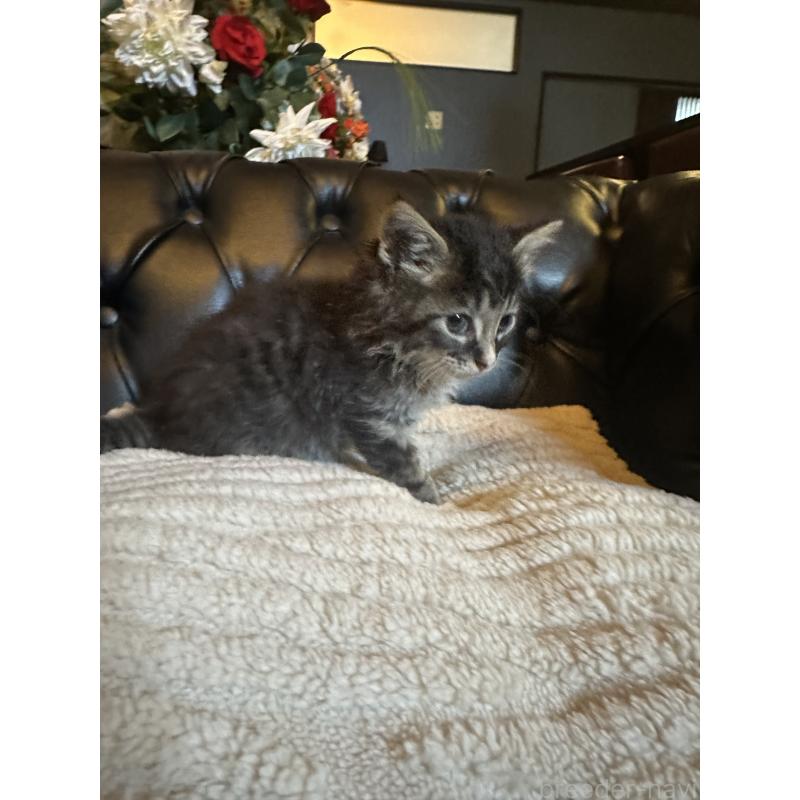 成約済の愛知県のメインクーン-131889の5枚目