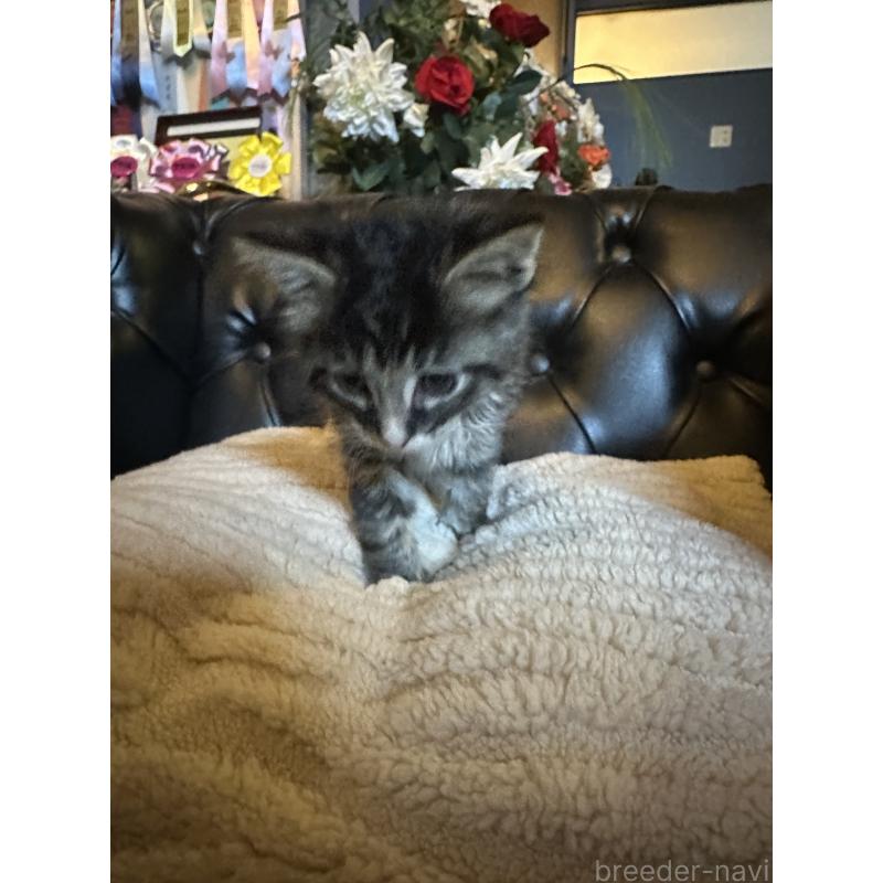 成約済の愛知県のメインクーン-131889の4枚目