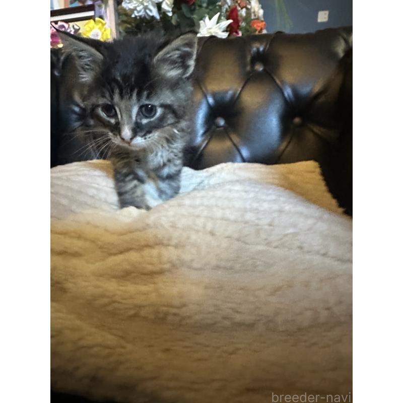 成約済の愛知県のメインクーン-131889の3枚目